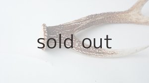 画像4: デコール用二ホンジカの角