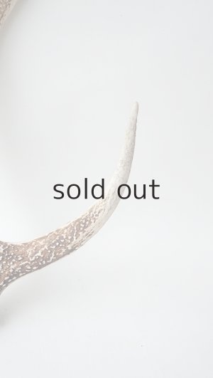 画像3: デコール用二ホンジカの角