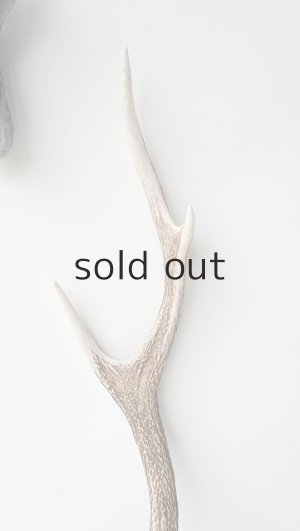 画像3: デコール用二ホンジカの角