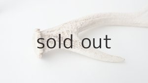 画像4: デコール用二ホンジカの角