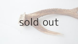 画像4: デコール用二ホンジカの角