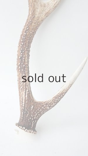 画像2: デコール用二ホンジカの角