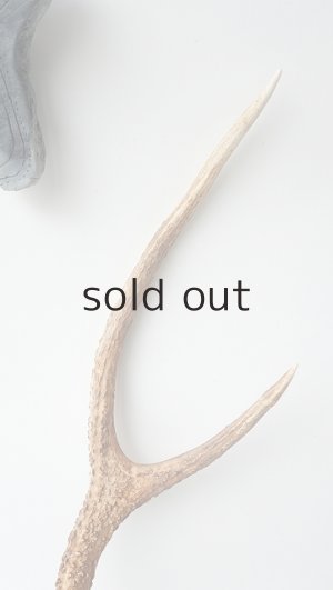 画像3: デコール用二ホンジカの角