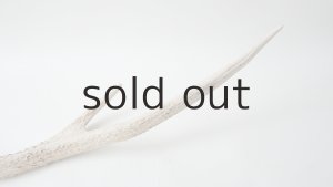 画像5: デコール用二ホンジカの角