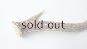 画像4: デコール用二ホンジカの角