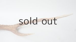 画像5: デコール用二ホンジカの角