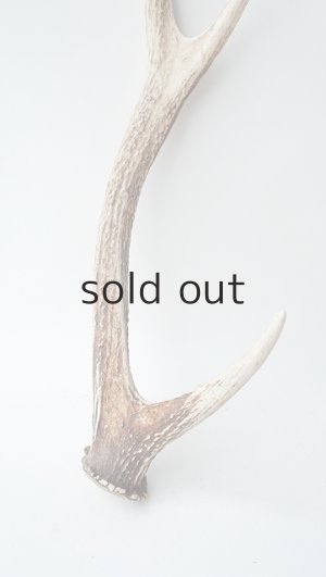 画像2: デコール用二ホンジカの角