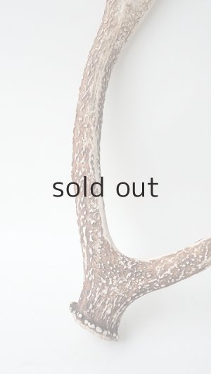 画像2: デコール用二ホンジカの角