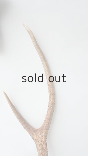 画像3: デコール用二ホンジカの角