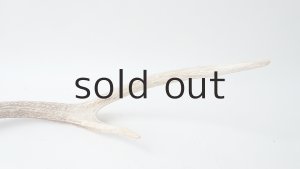 画像5: デコール用二ホンジカの角