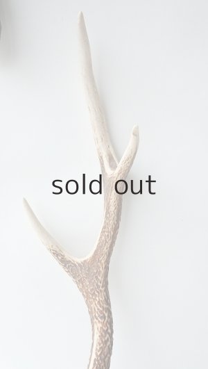 画像3: デコール用二ホンジカの角