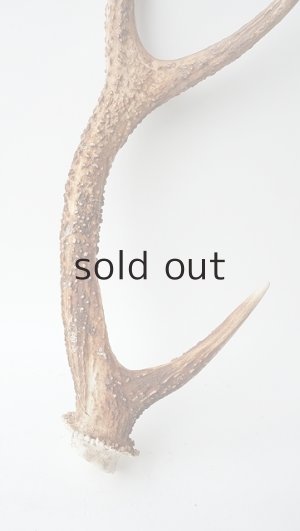 画像2: デコール用二ホンジカの角