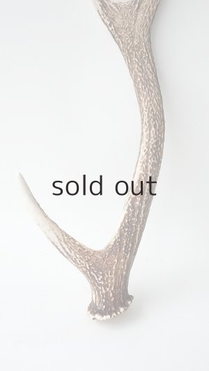 画像2: デコール用二ホンジカの角