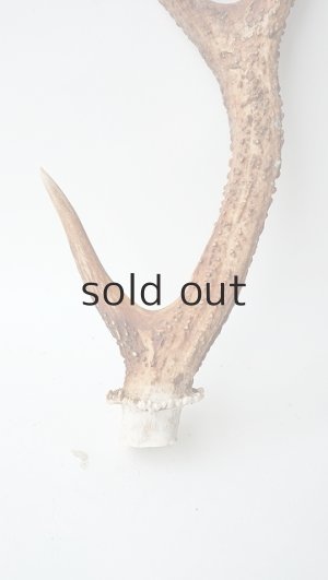 画像2: デコール用二ホンジカの角