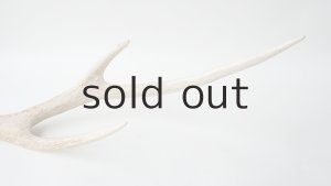 画像5: デコール用二ホンジカの角