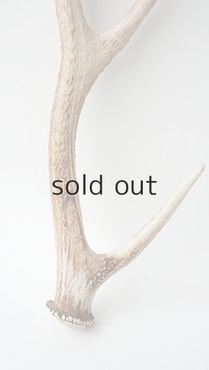 画像2: デコール用二ホンジカの角