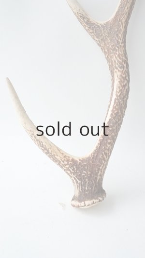 画像2: デコール用二ホンジカの角