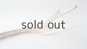 画像6: デコール用二ホンジカの角