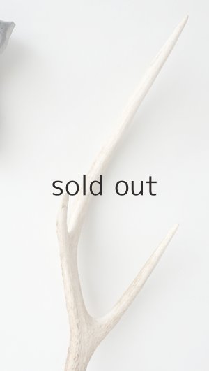 画像3: デコール用二ホンジカの角