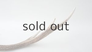 画像5: デコール用二ホンジカの角