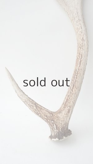 画像2: デコール用二ホンジカの角