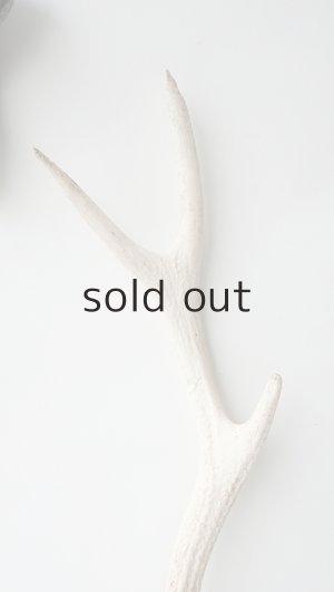 画像3: デコール用二ホンジカの角