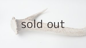 画像4: デコール用二ホンジカの角