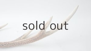 画像5: デコール用二ホンジカの角