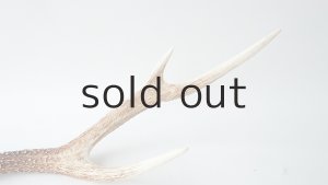 画像5: デコール用二ホンジカの角