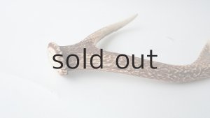 画像4: デコール用二ホンジカの角