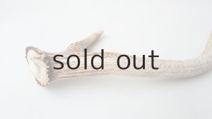 画像4: デコール用二ホンジカの角