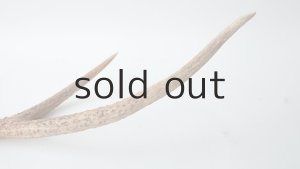 画像5: デコール用二ホンジカの角