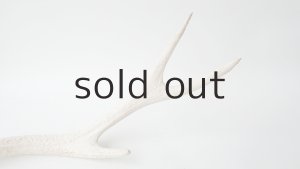 画像5: デコール用二ホンジカの角