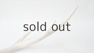 画像5: デコール用二ホンジカの角