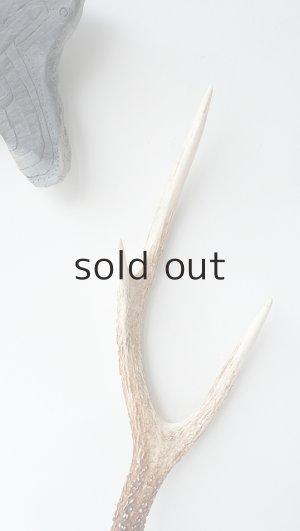 画像3: デコール用二ホンジカの角