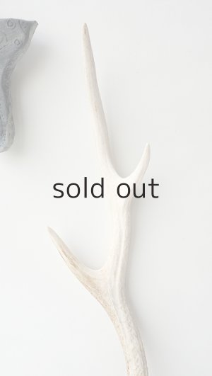 画像3: デコール用二ホンジカの角