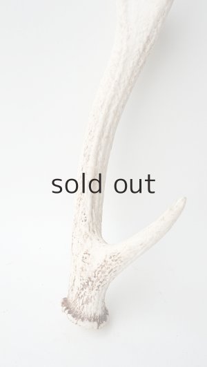 画像2: デコール用二ホンジカの角