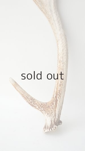 画像2: デコール用二ホンジカの角