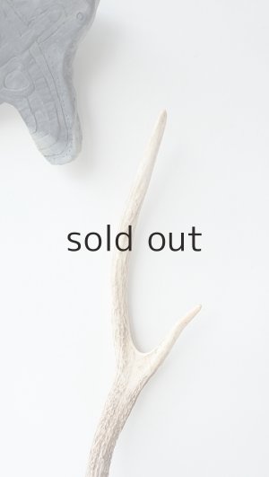 画像3: デコール用二ホンジカの角