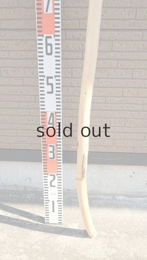 画像5: 棒流木・長尺