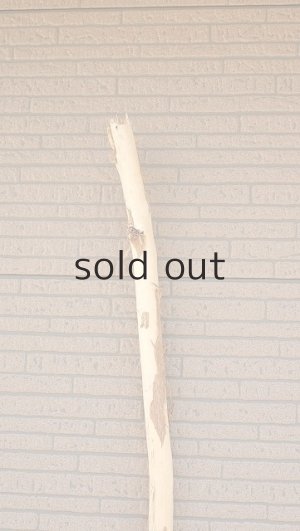 画像5: 棒流木・長尺