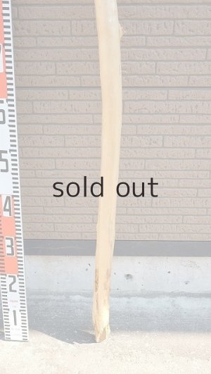 画像6: 棒流木・長尺