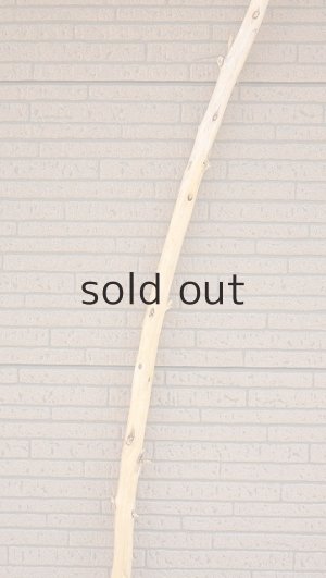 画像4: 棒流木・長尺