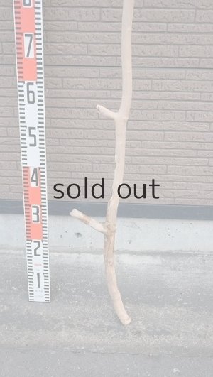 画像6: 幹流木・長尺