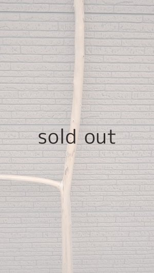 画像3: 幹流木・長尺