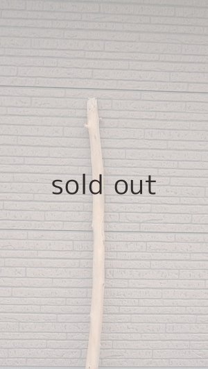 画像4: 幹流木・長尺