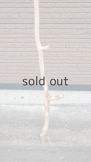 画像2: 幹流木・長尺