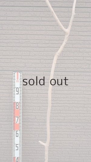 画像7: 幹流木・長尺