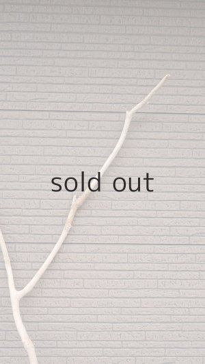 画像5: 幹流木・長尺