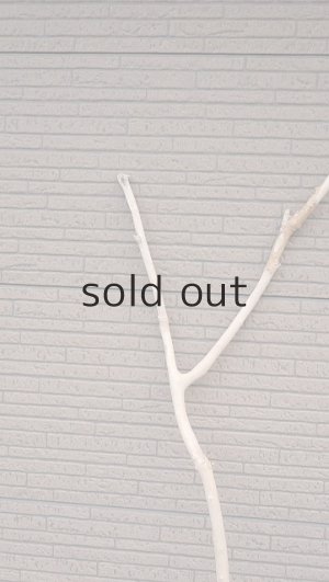 画像4: 幹流木・長尺